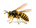 Hornets